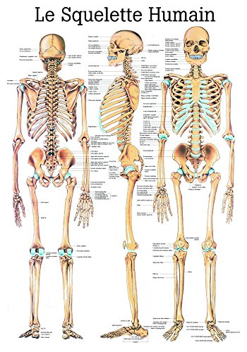 Ruediger Anatomie PA03 Le Squelette Humain Tafel, französisch, 70 cm x 100 cm, Papier von Rdiger- Anatomie GmbH