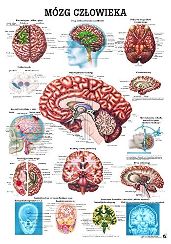 Ruediger Anatomie PL14 Mózg Czlowieka Tafel, polnisch, 70 cm x 100 cm, Papier von Rdiger- Anatomie GmbH