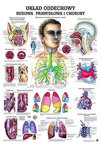 Ruediger Anatomie PL16 Uklad Oddechowy Tafel, polnisch, 70 cm x 100 cm, Papier von Rdiger- Anatomie GmbH