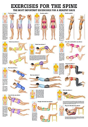 Ruediger Anatomie PO42e Exercises For The Spine Tafel, englisch, 50 cm x 70 cm, Papier von Rdiger- Anatomie GmbH