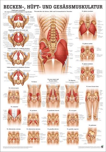 Ruediger Anatomie PO53dLAM Becken, Hüft und Gesässmuskulatur Tafel, 50 cm x 70 cm, laminiert von Rdiger- Anatomie GmbH