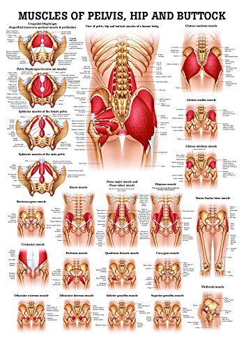 Ruediger Anatomie PO53e Muscles of Pelvis Hip Buttock Tafel, englisch, 50 cm x 70 cm, Papier von Rdiger- Anatomie GmbH