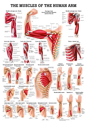 Ruediger Anatomie PO54e Muscles Of The Arm Tafel, englisch, 50 cm x 70 cm, Papier von Rdiger- Anatomie GmbH