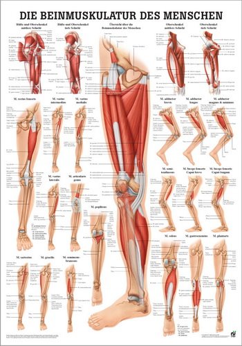 Ruediger Anatomie PO56dLAM Beinmuskulatur des Menschen Tafel, 50 cm x 70 cm, laminiert von Rdiger- Anatomie GmbH