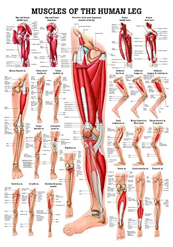 Ruediger Anatomie PO56e Muscles Of The Leg Tafel, englisch, 50 cm x 70 cm, Papier von Rdiger- Anatomie GmbH
