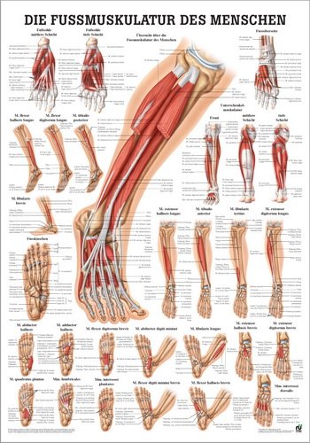 Ruediger Anatomie PO57dLAM Fußmuskulatur des Menschen Tafel, 50 cm x 70 cm, laminiert von Rdiger- Anatomie GmbH