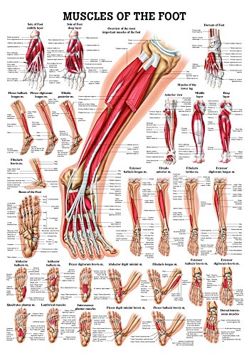 Ruediger Anatomie PO57e Muscles Of The Foot Tafel, englisch, 50 cm x 70 cm, Papier von Rdiger- Anatomie GmbH