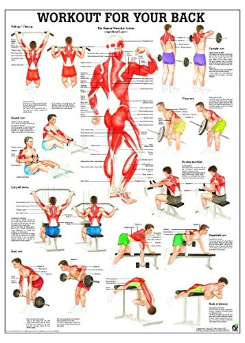 Ruediger Anatomie PO79e Workout For Your Back Tafel, 50 cm x 70 cm von Rdiger- Anatomie GmbH