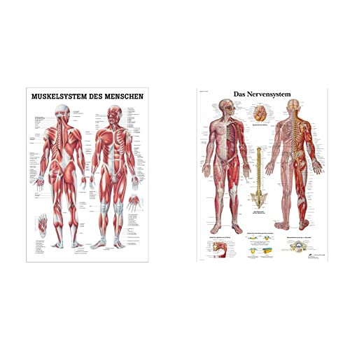 Ruediger Anatomie TA04 Muskelsystem des Menschen Tafel, 70 cm x 100 cm, Papier & 3B Scientific Lehrtafel laminiert - Das Nervensystem von Rdiger- Anatomie GmbH