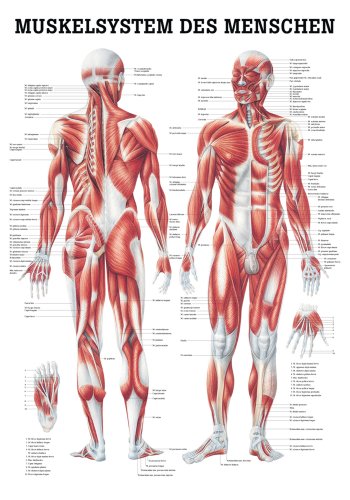 Ruediger Anatomie TA04 Muskelsystem des Menschen Tafel, 70 cm x 100 cm, Papier von Rdiger- Anatomie GmbH