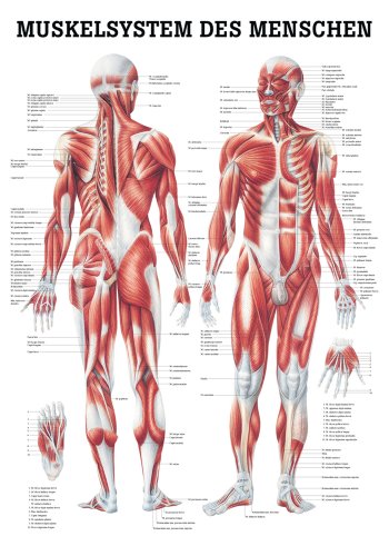 Ruediger Anatomie TA04 Muskelsystem des Menschen Tafel, 70 cm x 100 cm, Papier von Sport-Tec