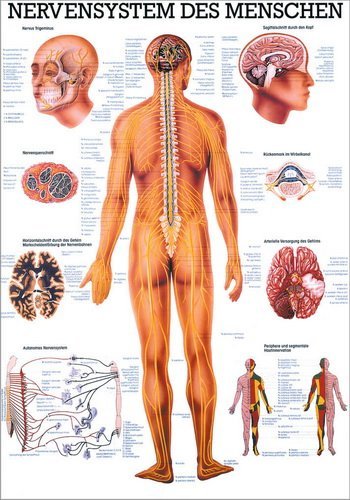 Ruediger Anatomie TA05LAM Nervensystem des Menschen Tafel, 70 cm x 100 cm, laminiert von Rdiger- Anatomie GmbH