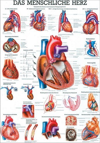 Ruediger Anatomie TA12 Das menschliche Herz Tafel, 70 cm x 100 cm, Papier von Rdiger- Anatomie GmbH