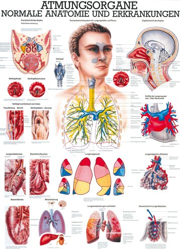 Ruediger Anatomie TA16LAM Atmungsorgane Tafel, 70 cm x 100 cm, laminiert von Rdiger- Anatomie GmbH