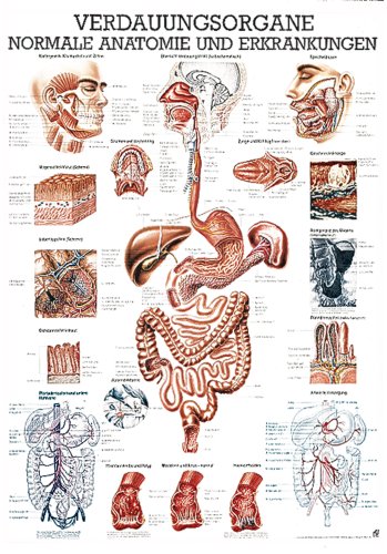 Ruediger Anatomie TA17LAM Verdauungsorgane Tafel, 70 cm x 100 cm, laminiert von Rdiger- Anatomie GmbH