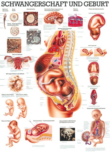 Ruediger Anatomie TA18 Schwangerschaft und Geburt Tafel, 70 cm x 100 cm, Papier von Rdiger- Anatomie GmbH