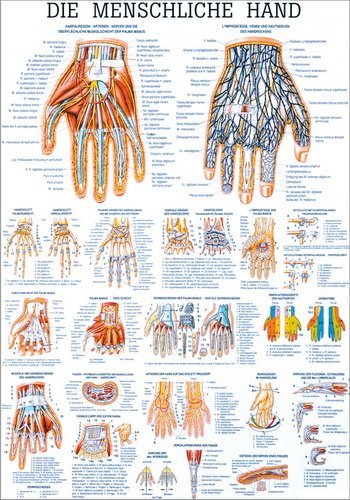 Ruediger Anatomie TA29LAM Die menschliche Hand Tafel, 70 cm x 100 cm, laminiert von Rdiger- Anatomie GmbH