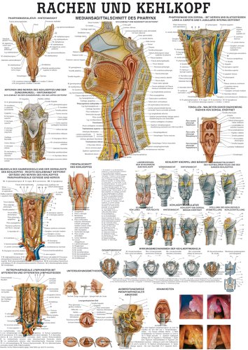 Ruediger Anatomie TA30LAM Rachen und Kehlkopf Tafel, 70 cm x 100 cm, laminiert von Rdiger- Anatomie GmbH