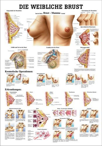 Ruediger Anatomie TA34LAM Die weibliche Brust Tafel, 70 cm x 100 cm, laminiert von Rdiger- Anatomie GmbH