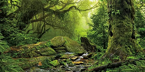 Renaiss 6x3m Dschungel Natur Landschaft Hintergrund Tropischer Regenwald Wald Alte Bäume Bach Fotografie Kulisse Kinder Erwachsene Wandern im Freien Porträt Schießen Fotostudio Requisiten Vinyl Renaiss 6x3m Dschungel Natur Landschaft Hintergrund Tropischer Regenwald Wald Alte Bäume Bach Fotografie Kulisse Kinder Erwachsene Wandern im Freien Porträt Schießen Fotostudio Requisiten Vinyl von Renaiss