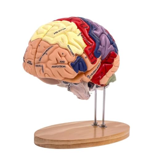 Gehirnanatomiemodell Gehirnpathologie Anatomie Lehrmittel Modell Menschlicher Organe Anatomiemodell Menschliches Gehirn Gehirnmodell Für Psychologie Gehirnmodell Gehirnmodell Anatomie Gehirnmodell von Ruarby