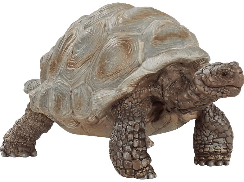 SCHLEICH RIESENSCHILDKRÖTE Spielfigur Mehrfarbig SCHLEICH RIESENSCHILDKRÖTE Spielfigur Mehrfarbig von SCHLEICH