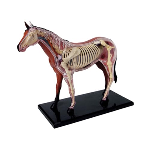 Pferdes Anatomie Modell Mit Abnehmbaren Organen Und Körperteilen Für Medizinische Unterricht Von Kindern Realistische Pferdorgel Anatomie Modell Pferdes Anatomie Modell Mit Abnehmbaren Organen Und Körperteilen Für Medizinische Unterricht Von Kindern Realistische Pferdorgel Anatomie Modell von SELVFZ
