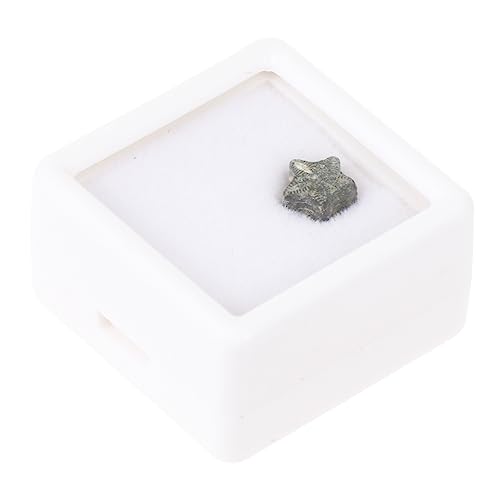 SOLUSTRE Fünfzackiger Seestern modell dekoration Gesteinsfossilien fossilien versteinert spielzeug Esstischdekoration Fossilien lehren fossile Dekoration Werkzeug Marokko SOLUSTRE Fünfzackiger Seestern modell dekoration Gesteinsfossilien fossilien versteinert spielzeug Esstischdekoration Fossilien lehren fossile Dekoration Werkzeug Marokko von SOLUSTRE