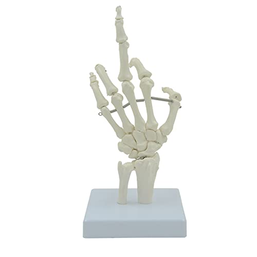 Tragbares Hand-Skelett-Modell, menschliche Handknochen, flexible Finger, für Anatomie, Studium, Vorlesung, Bildung, Verwendung der menschlichen Hand von Saddgo