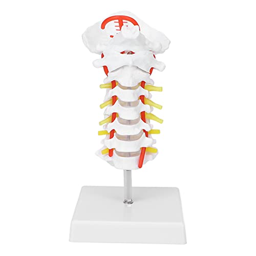 Halswirbelmodell mit Arterie und Wirbelsäulennerven PVC Anatomische Modell für Bildungswissenschaftsunterricht Halswirbelmodell mit Arterie und Wirbelsäulennerven PVC Anatomische Modell für Bildungswissenschaftsunterricht von Saluaqui
