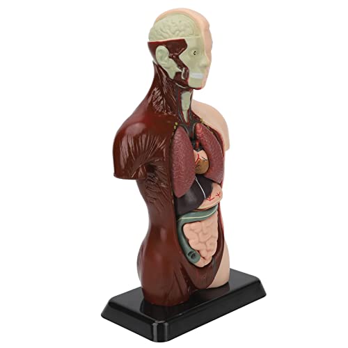 Realistische Abnehmbare Menschliche Körpermodellsimulation - UNISEX Human Torso -Modell für das Unterrichten und Studieren mit Premium Sicherem Kunststoff für Studenten und Fachkräfte Realistische Abnehmbare Menschliche Körpermodellsimulation - UNISEX Human Torso -Modell für das Unterrichten und Studieren mit Premium Sicherem Kunststoff für Studenten und Fachkräfte von Saluaqui