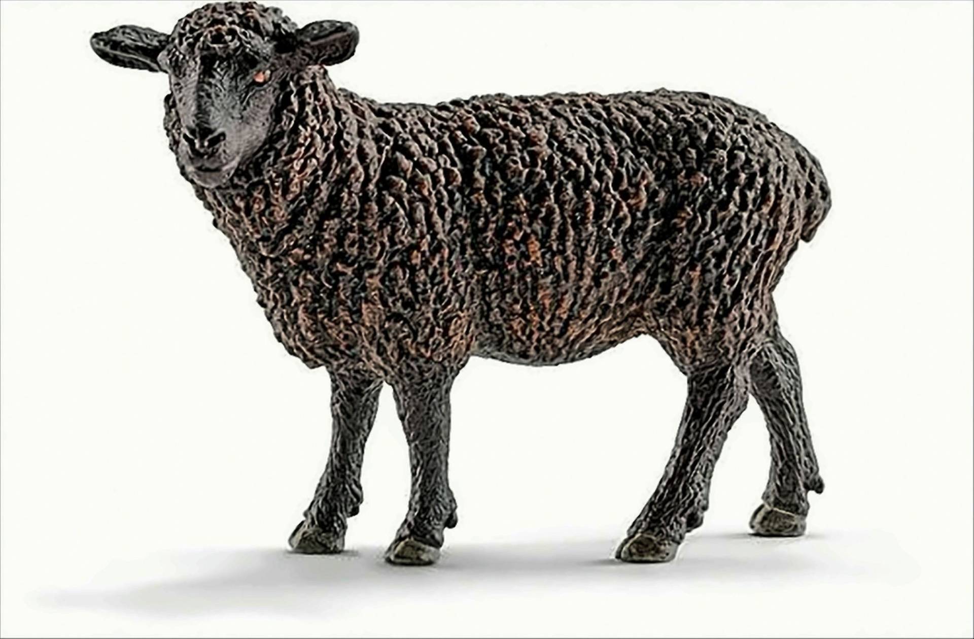 Schleich 13785 - Schaf, Tier Spielfigur, schwarz von Schleich