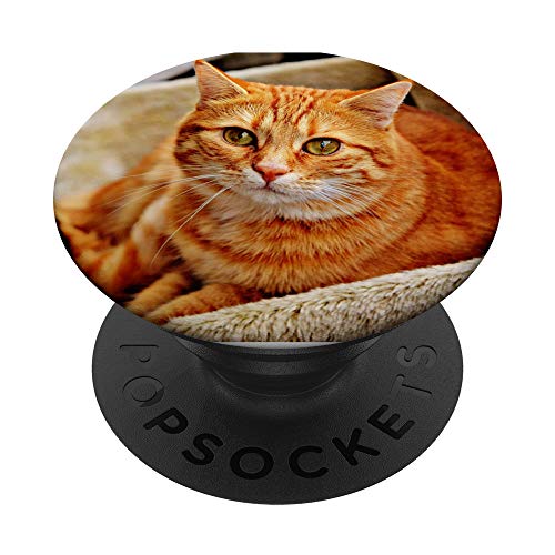 rote Katze Cat Katzenbesitzer Katzenliebhaber & Katzenhalter PopSockets mit austauschbarem PopGrip von Schöner Fingerhalter cool am Handy Jungs & Mädchen