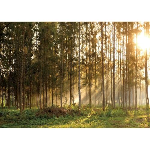Herbst Baum Sonnenlicht Fotografie Hintergründe Vinyl Kulissen für Kinder Baby Porträt Puppe Haustier Photocall Foto Studio 210cmx150cm von ShaHxczkzsL