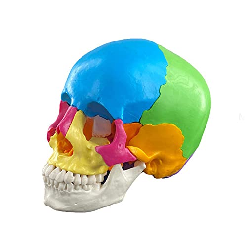 Anatomische 4D Disassemierte Farbe Human Schädelmodell Für Medizinische Kardiovaskuläre Medizinische Biologische Experimente Menschliches Modell Anatomische 4D Disassemierte Farbe Human Schädelmodell Für Medizinische Kardiovaskuläre Medizinische Biologische Experimente Menschliches Modell von Shntig