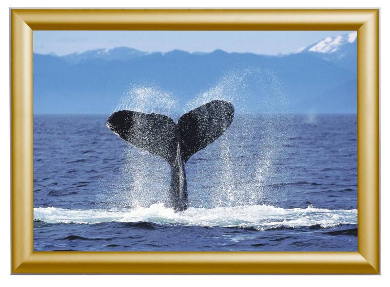 Showdown® Displays Klapprahmen 62,5 x 87,2 cm gold von Showdown® Displays