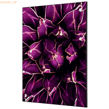 Showdown Wanddekoration Set A1 Kaktus violett von Showdown