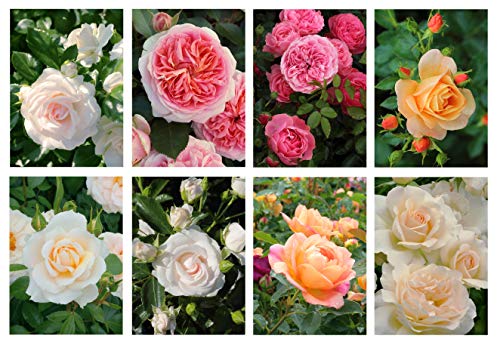 Sonja Moormann Geburtstagskarten Rosen 8 er Set, Fotokarten mit ausgezeichneter Druckqualität, Grußkarten Rosen, Klappgrusskarten mit farbigen Umschlägen, Glückwunschkarten ohne Text, neutral von Sonja Moormann