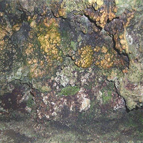 Elemental Disgrace [Vinyl LP] von Spectrum Spools