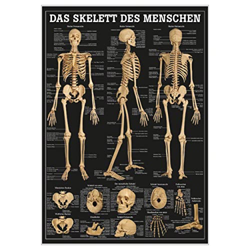 Skelett des Menschen Lehrtafel Anatomie 100x70 cm medizinische Lehrmittel von Sport-Tec