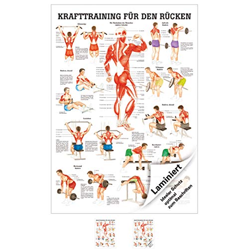 Sport-Tec Anatomische Lehrtafel Krafttraining Rücken, LxB 100x70 cm, laminiert von Sport-Tec