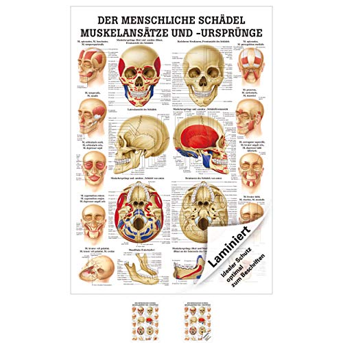 Sport-Tec Der Schädel - Muskelansätze und Ursprünge Lehrtafel Anatomie 100x70 cm von Sport-Tec