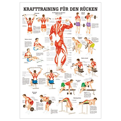 Sport-Tec Lehrtafel Kraftraining Rücken, LxB 100x70 cm von Sport-Tec