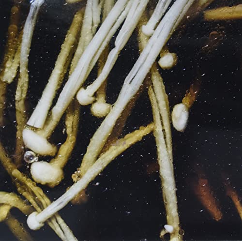 Triptych (180g) [Vinyl LP] von Squama