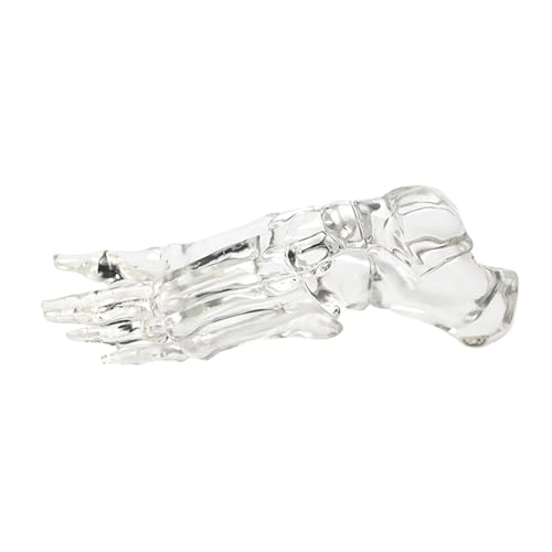 Anatomie Fußgelenk Knochenmodell Klares Linke Fußgelenkskelettmodell Klassenzimmer Lehrwerkzeug Zur Klinischen Demonstration Anatomie Fußgelenk Knochenmodell Klares Linke Fußgelenkskelettmodell Klassenzimmer Lehrwerkzeug Zur Klinischen Demonstration von Storage Bag