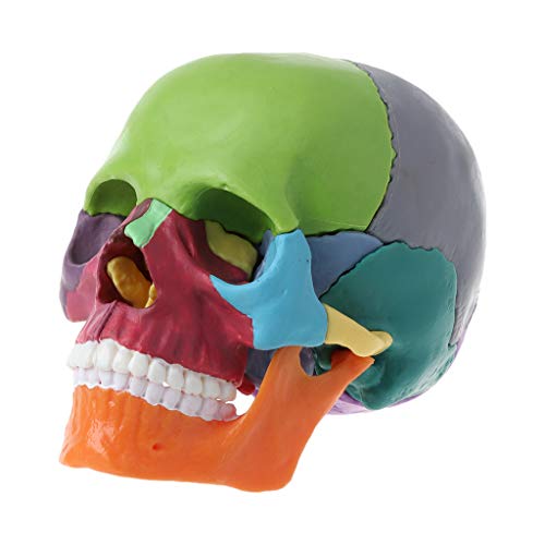 15pcs/set 4d Zerlegtes Farbschädel Anatomisches Modell Abnehmbarer Medizinischer Lehrer 15pcs/set 4d Zerlegtes Farbschädel Anatomisches Modell Abnehmbarer Medizinischer Lehrer von THINCAN