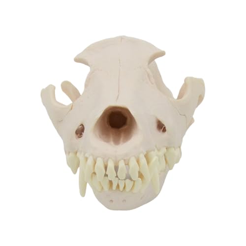 Hundeschädel Anatomie Model Hundekopf Skelettmodell Realistisches Anatomisches Hundekopfknochenmodell Für Veterinärausbildung Hundeschädel Anatomie Model Hundekopf Skelettmodell Realistisches Anatomisches Hundekopfknochenmodell Für Veterinärausbildung von THINCAN