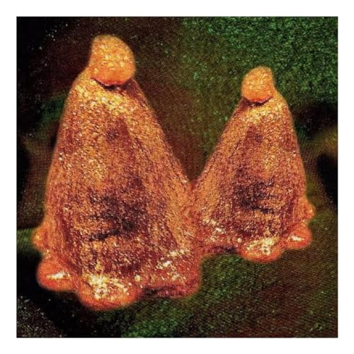 Oocyte Oil & Stolen Androgens-Green Vinyl [Vinyl LP] von THRILL JOCKEY