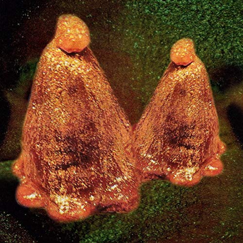 Oocyte Oil & Stolen Androgens [Vinyl LP] von THRILL JOCKEY