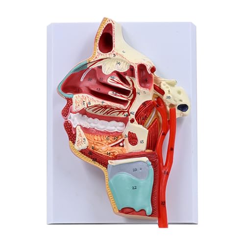 Humanes Nasenhöhle Modell Menschliche Orals Hohlraum Nase Halsmodell Pharynx Larynx Anatomisches Modell Für Den Unterricht Klassenzimmer von TSMORY